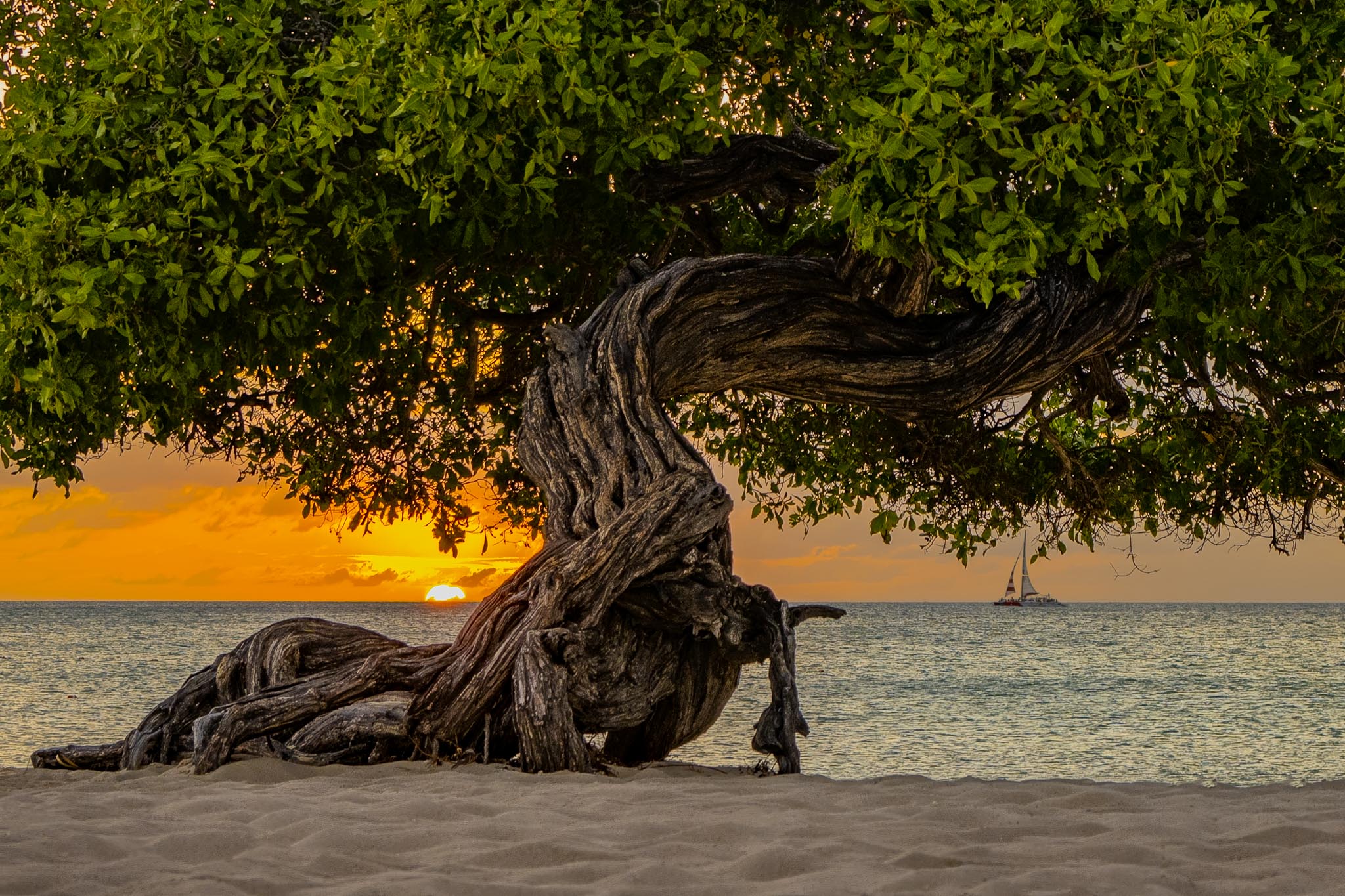 Fofoti Tree, Aruba Sunset