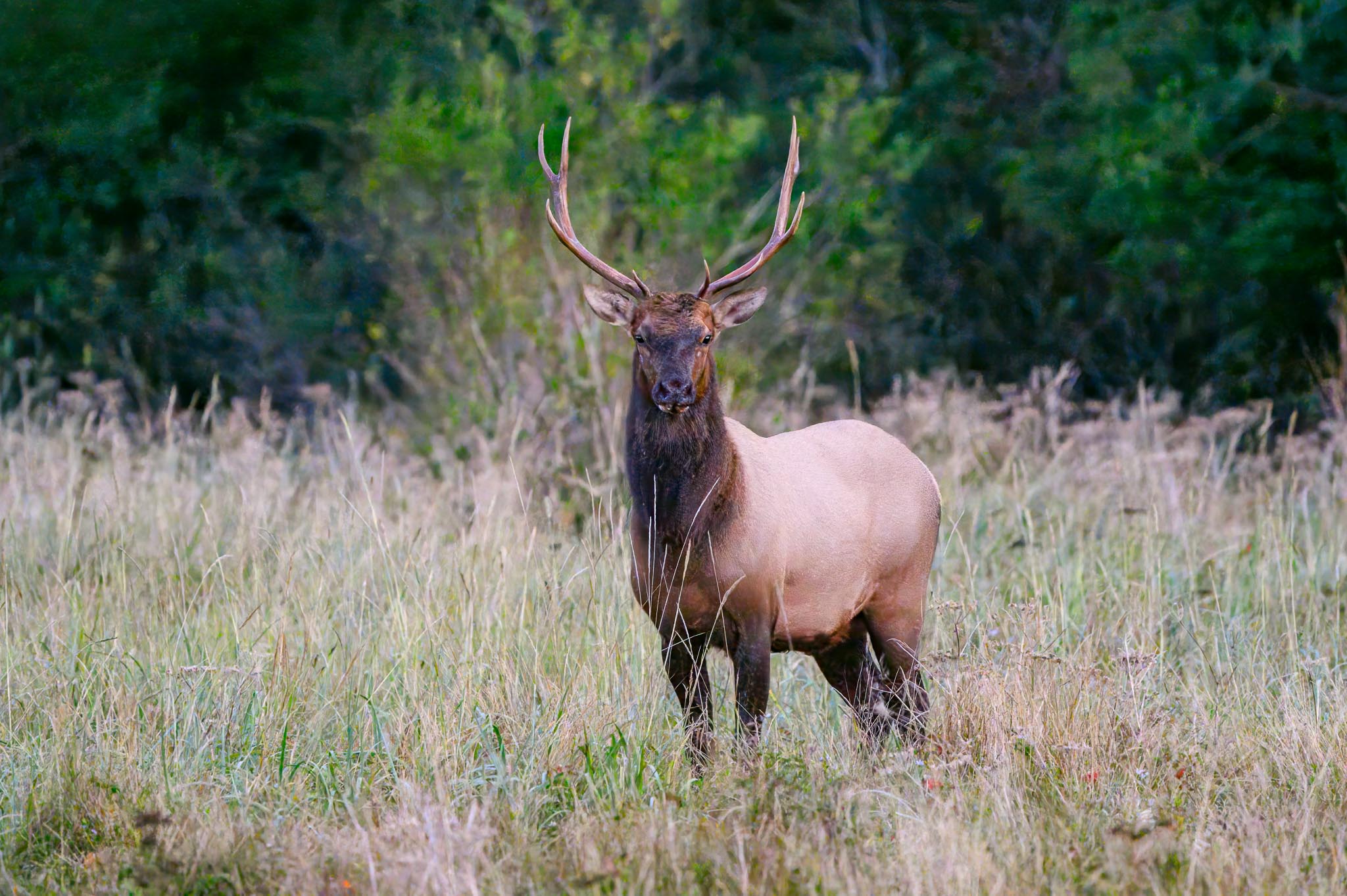 Stag Elk