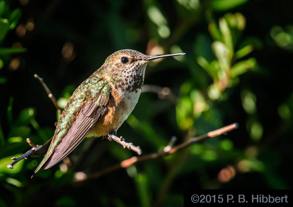 HummingBird_HR300