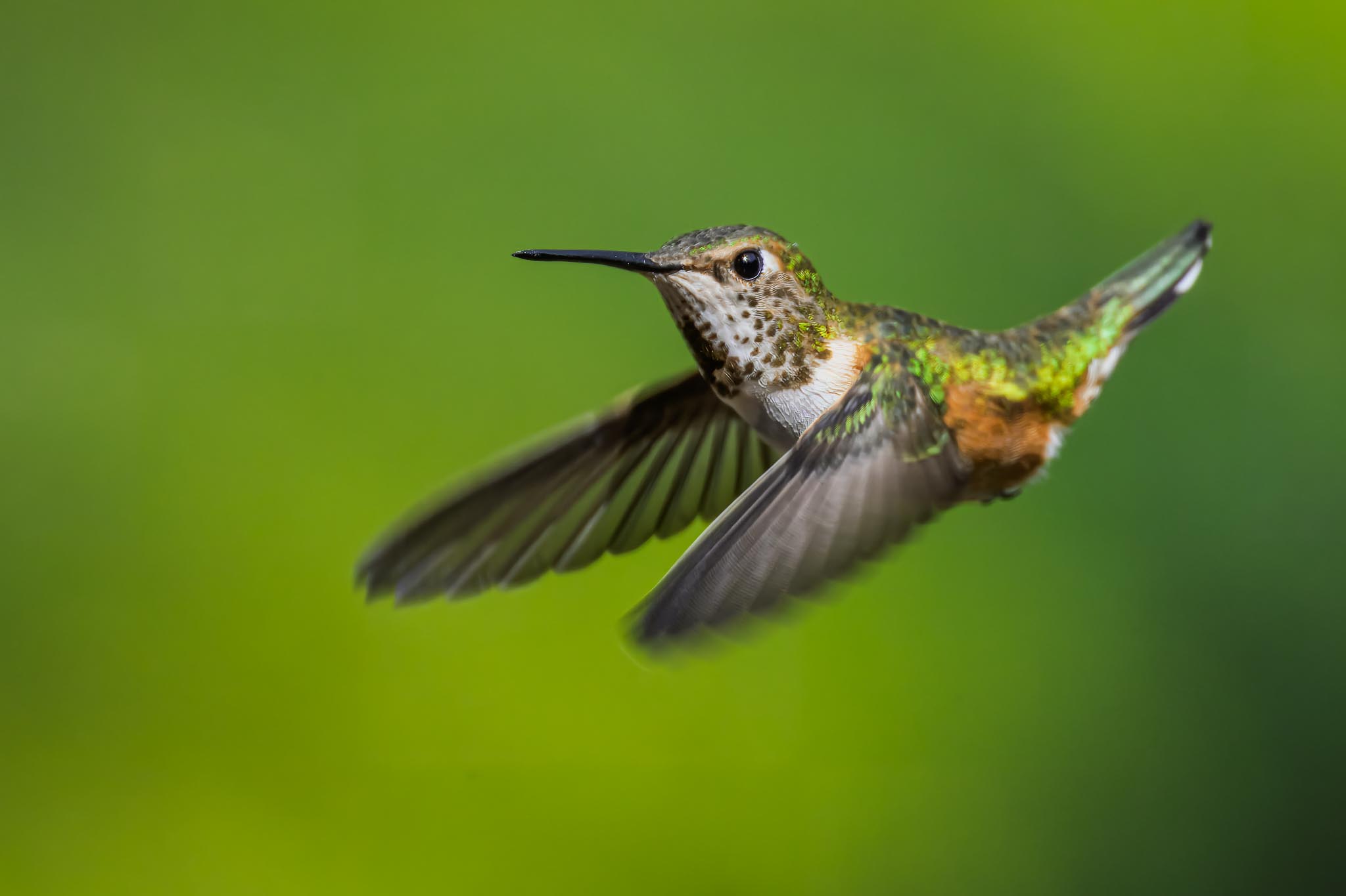 Humming Bird
