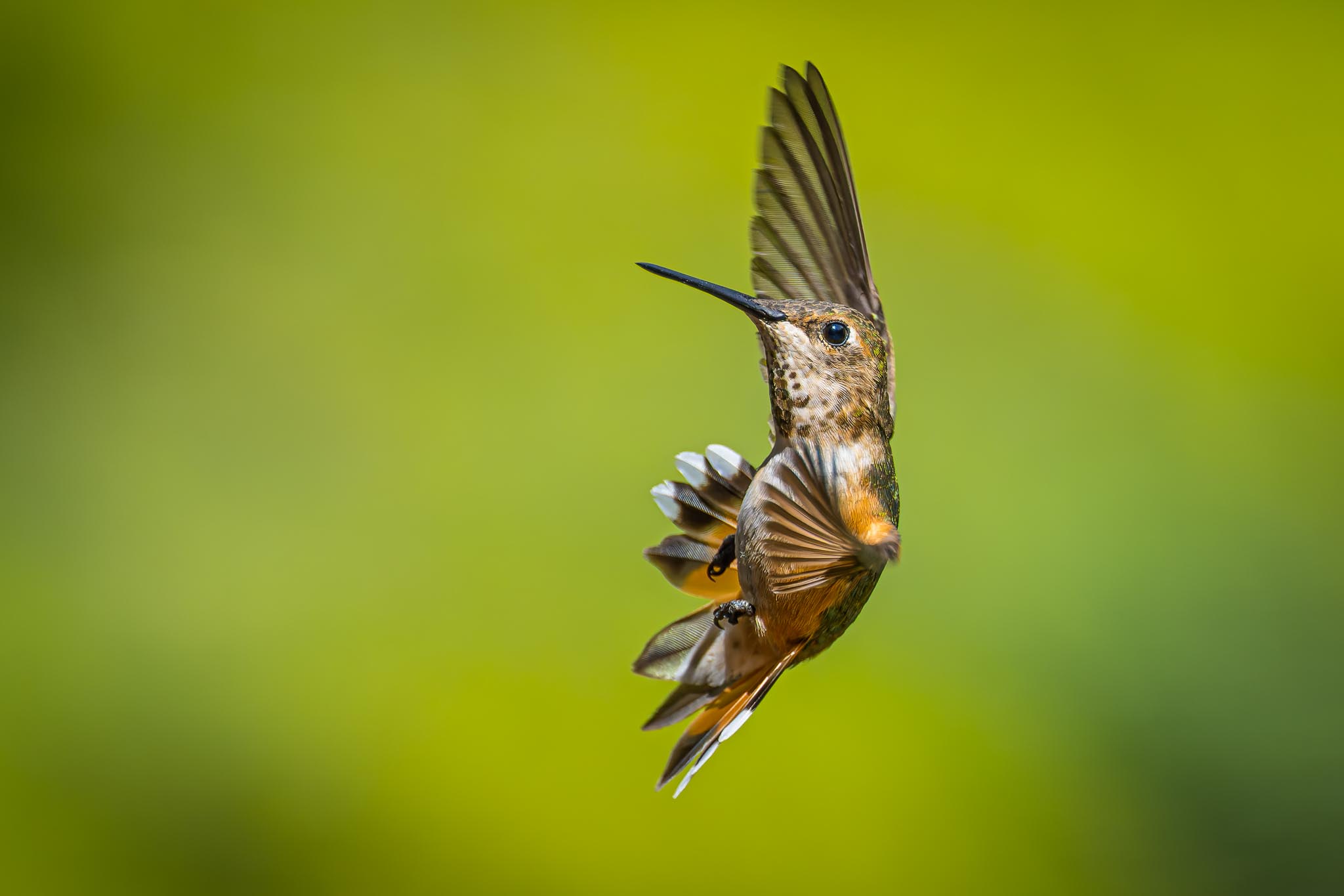 HummingBird